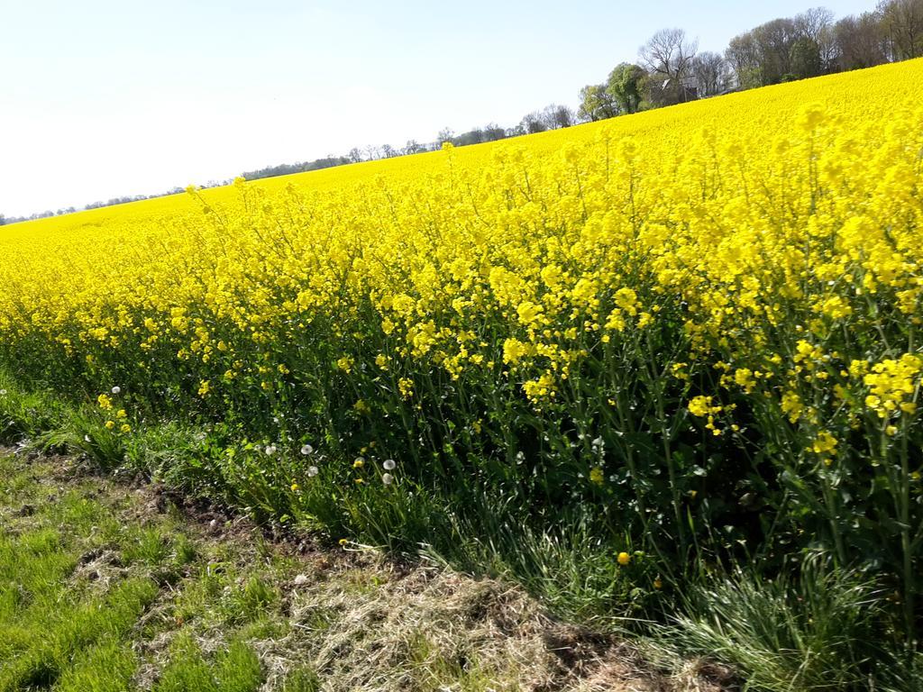 Ferienwohnungen Ruegen Findling Breege Buitenkant foto